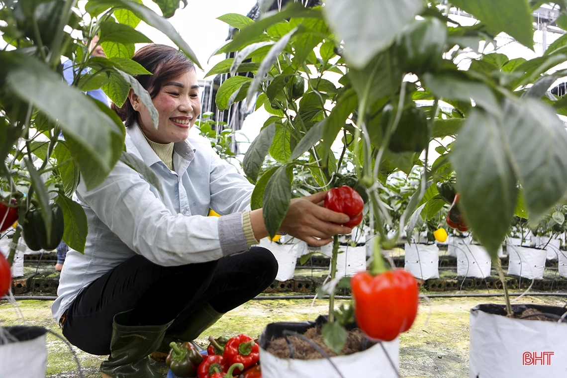 “Mướt mắt” vườn ớt chuông Hà Lan và Israel trong nhà màng ở Hà Tĩnh
