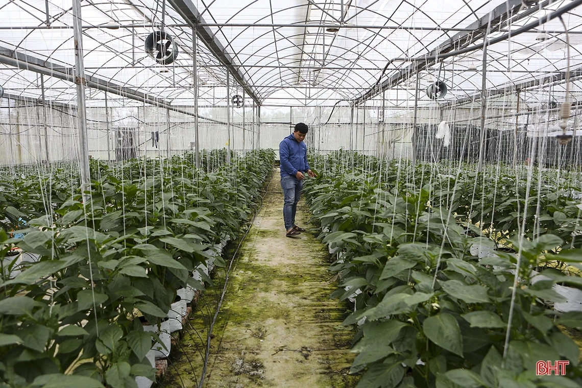 “Mướt mắt” vườn ớt chuông Hà Lan và Israel trong nhà màng ở Hà Tĩnh