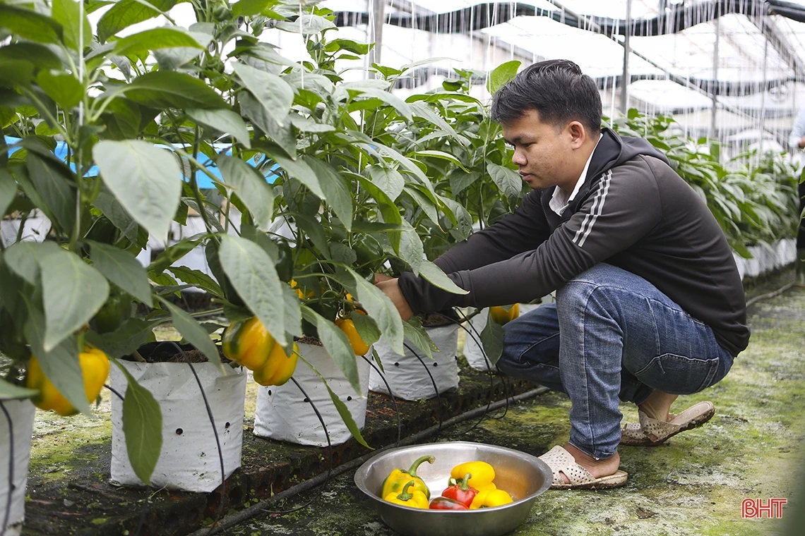 “Mướt mắt” vườn ớt chuông Hà Lan và Israel trong nhà màng ở Hà Tĩnh