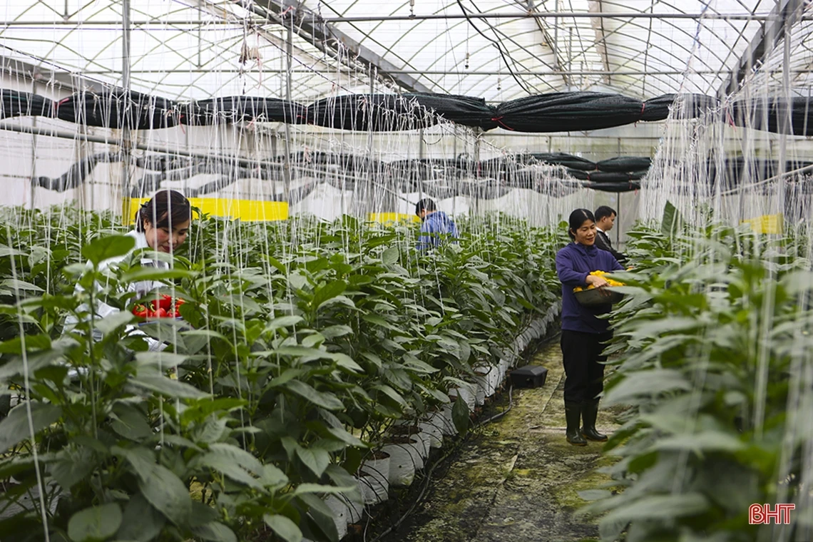 “Mướt mắt” vườn ớt chuông Hà Lan và Israel trong nhà màng ở Hà Tĩnh