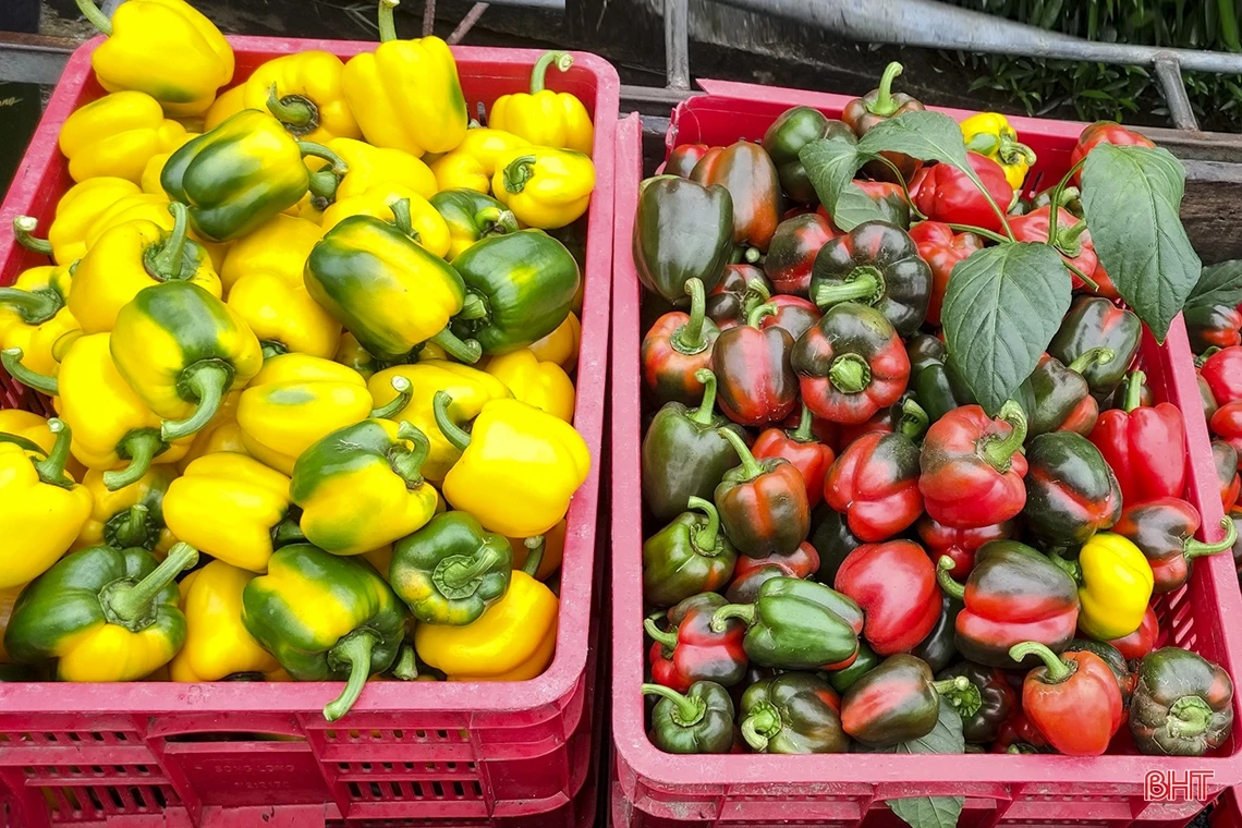 “Mướt mắt” vườn ớt chuông Hà Lan và Israel trong nhà màng ở Hà Tĩnh