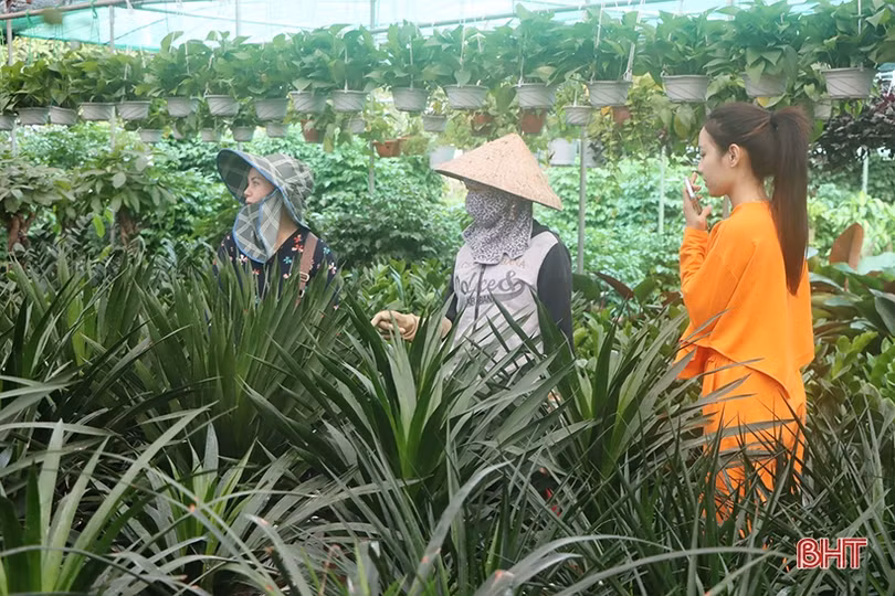 Khởi động sớm thị trường hoa - cây cảnh tết ở Hà Tĩnh