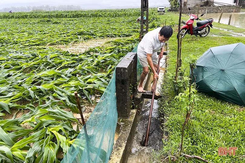 250 ha cây trồng vụ đông ở Đức Thọ có nguy cơ mất trắng do mưa lớn
