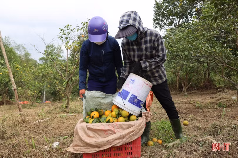 Giá cam Hà Tĩnh tăng cao, sức mua còn thấp