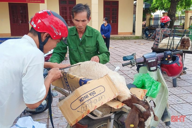 Hương Sơn hỗ trợ giống dê lai chất lượng cao cho hộ chăn nuôi