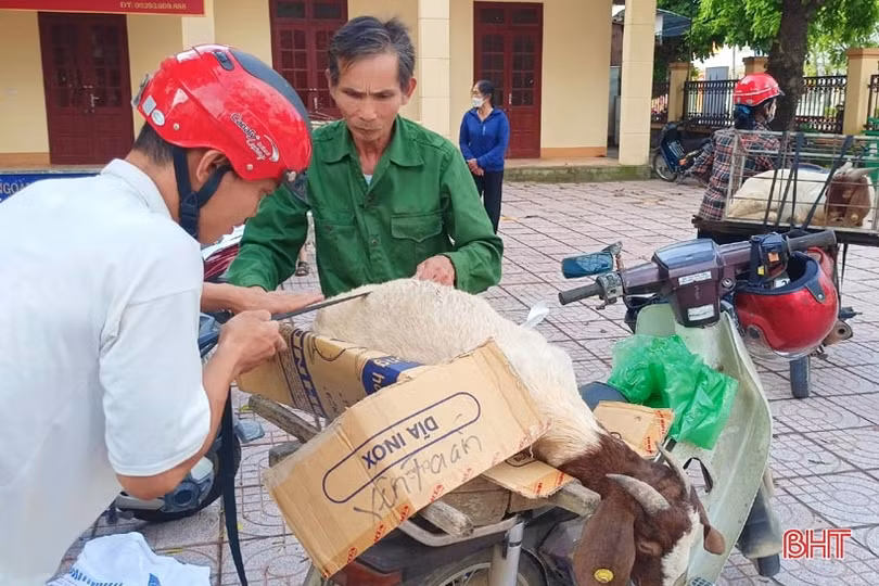 Hương Sơn hỗ trợ giống dê lai chất lượng cao cho hộ chăn nuôi