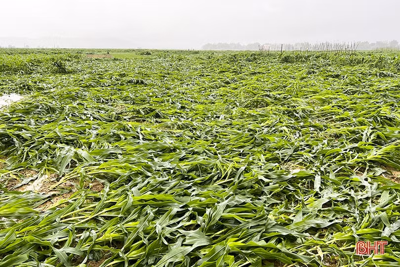 250 ha cây trồng vụ đông ở Đức Thọ có nguy cơ mất trắng do mưa lớn