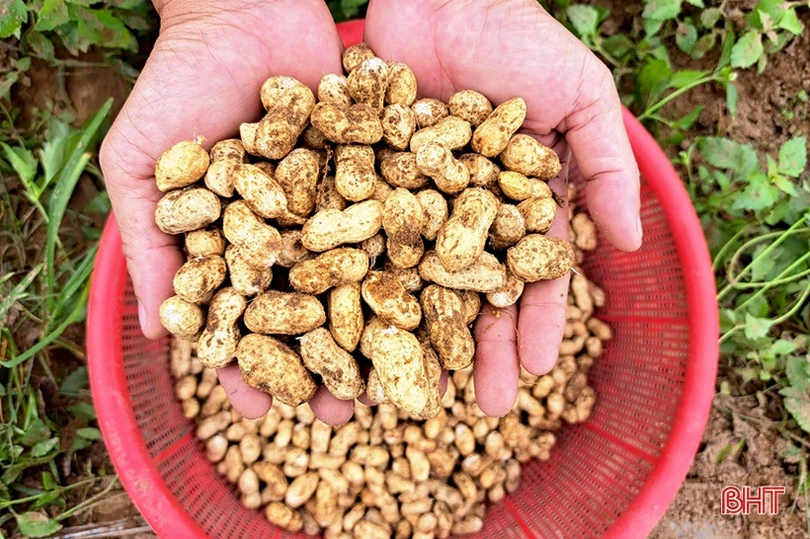 Nông dân Nghi Xuân phấn khởi thu hoạch lạc thu đông