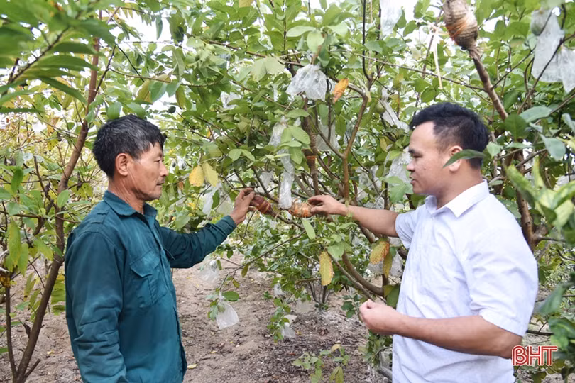 Thay đổi lối nghĩ trồng cây ăn quả... “cho vui” ở Lộc Hà
