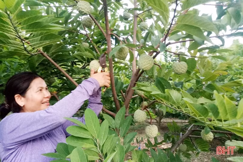 Thay đổi lối nghĩ trồng cây ăn quả... “cho vui” ở Lộc Hà