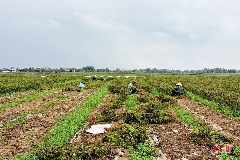 Nông dân Nghi Xuân phấn khởi thu hoạch lạc thu đông