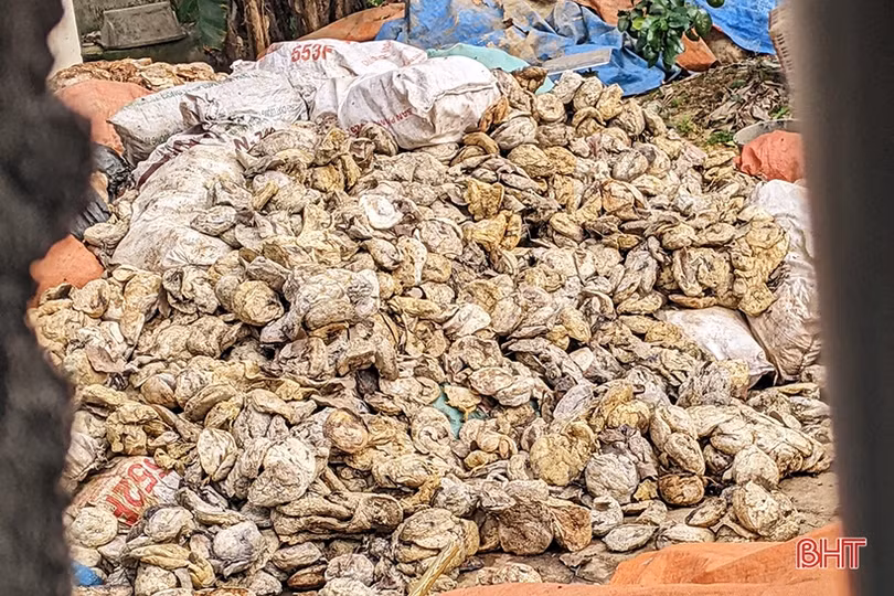 Người dân Hương Khê khốn khổ vì mùi hôi thối từ điểm thu mua mủ cao su