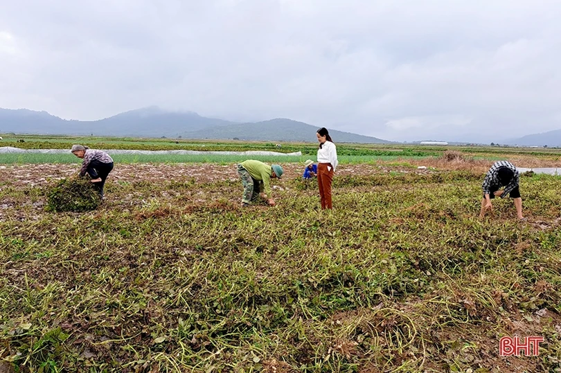 Nông dân Nghi Xuân phấn khởi thu hoạch lạc thu đông
