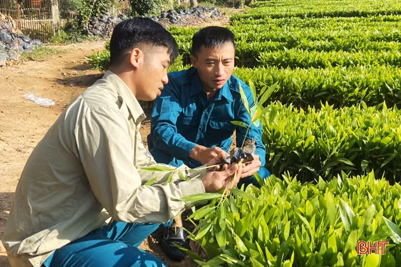 Cán bộ quân sự xã đầu tư vườn ươm cây giống thu về hơn 250 triệu đồng mỗi năm