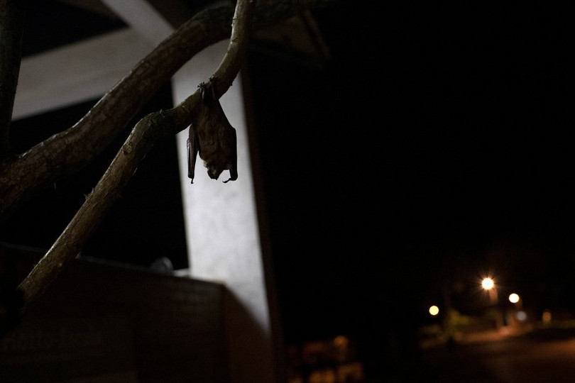 Phát hiện virus mới trong loài dơi