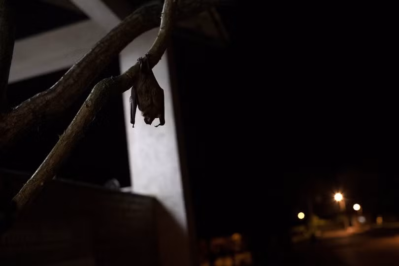 Phát hiện virus mới trong loài dơi