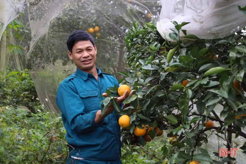 Giá cam Hà Tĩnh tăng cao, sức mua còn thấp