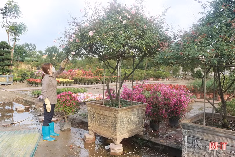 Khởi động sớm thị trường hoa - cây cảnh tết ở Hà Tĩnh