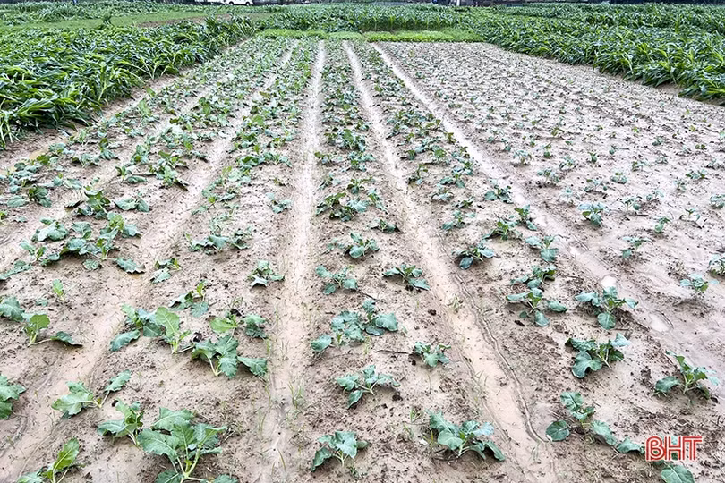 250 ha cây trồng vụ đông ở Đức Thọ có nguy cơ mất trắng do mưa lớn