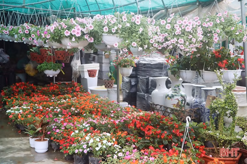 Khởi động sớm thị trường hoa - cây cảnh tết ở Hà Tĩnh