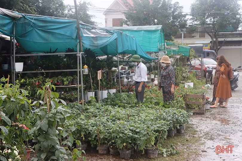 Khởi động sớm thị trường hoa - cây cảnh tết ở Hà Tĩnh