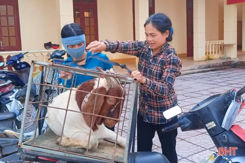 Hương Sơn hỗ trợ giống dê lai chất lượng cao cho hộ chăn nuôi