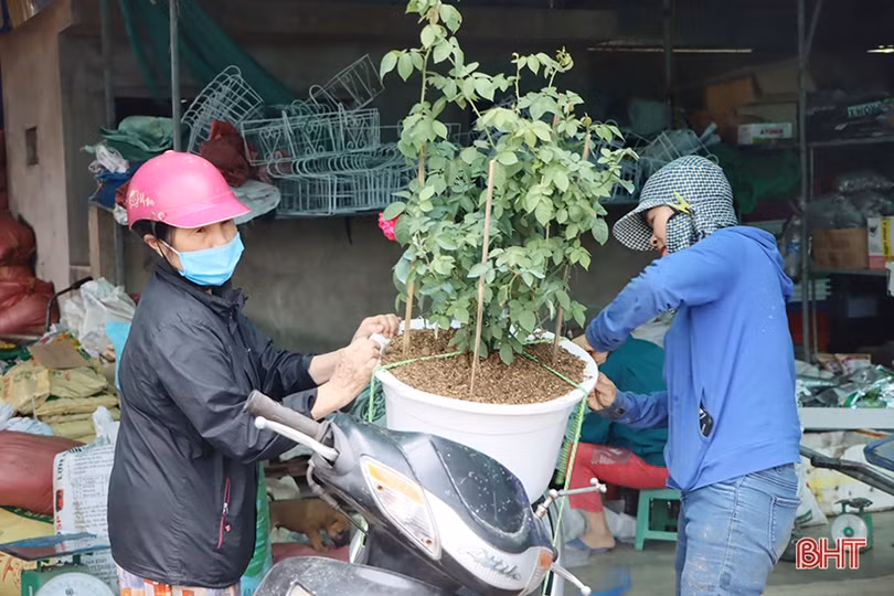 Khởi động sớm thị trường hoa - cây cảnh tết ở Hà Tĩnh