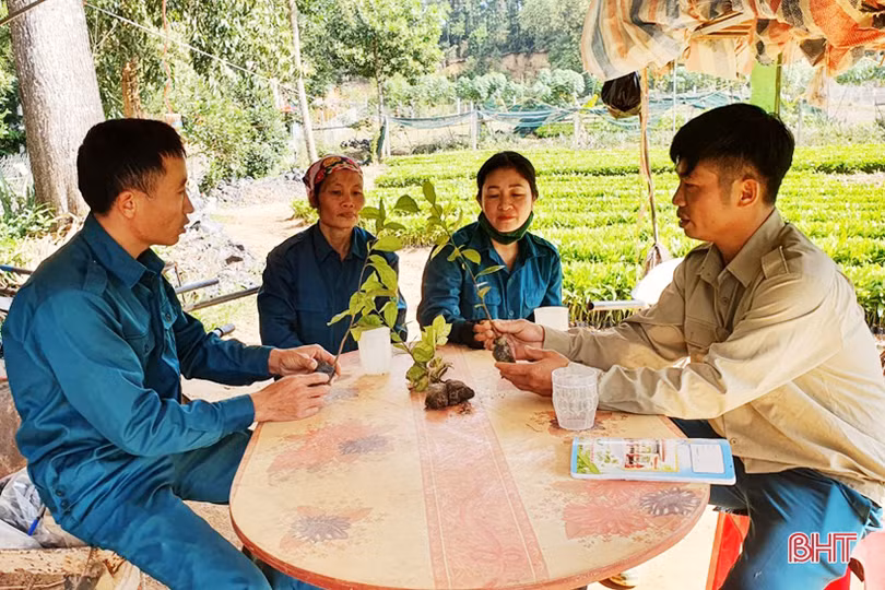 Cán bộ quân sự xã đầu tư vườn ươm cây giống thu về hơn 250 triệu đồng mỗi năm