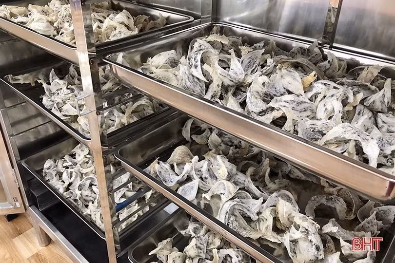 Nuôi và chế biến yến sào chất lượng OCOP 4 sao ngay trên đất Hà Tĩnh