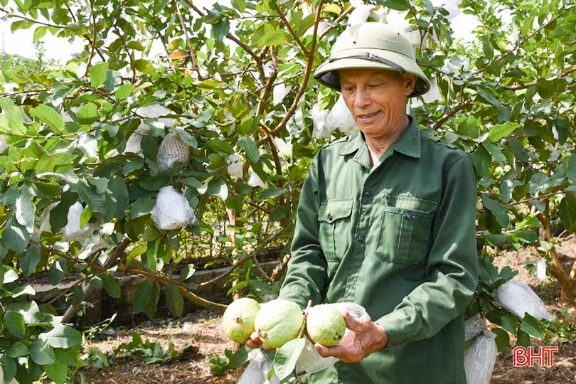 Nâng cao giá trị, khẳng định thương hiệu ổi Kỳ Đồng