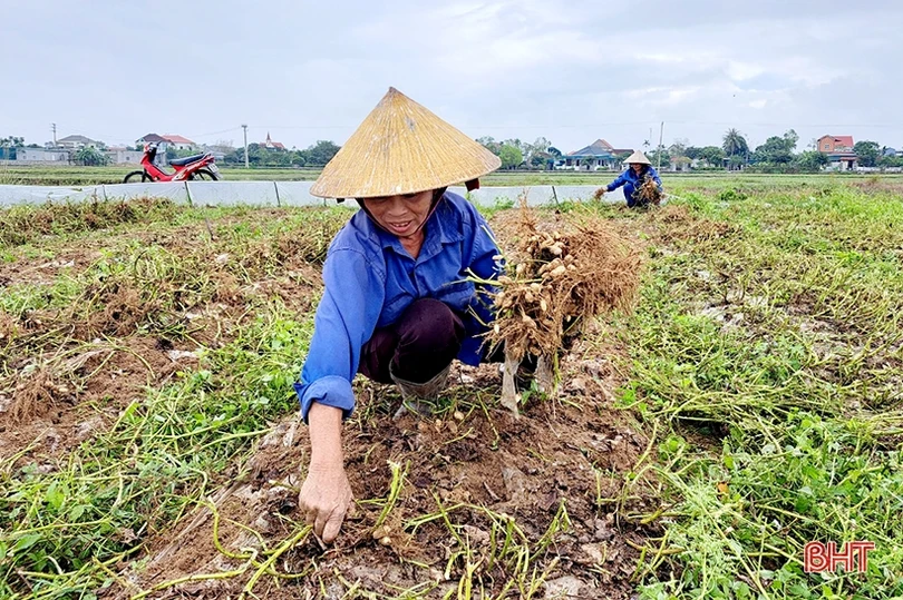 Nông dân Nghi Xuân phấn khởi thu hoạch lạc thu đông