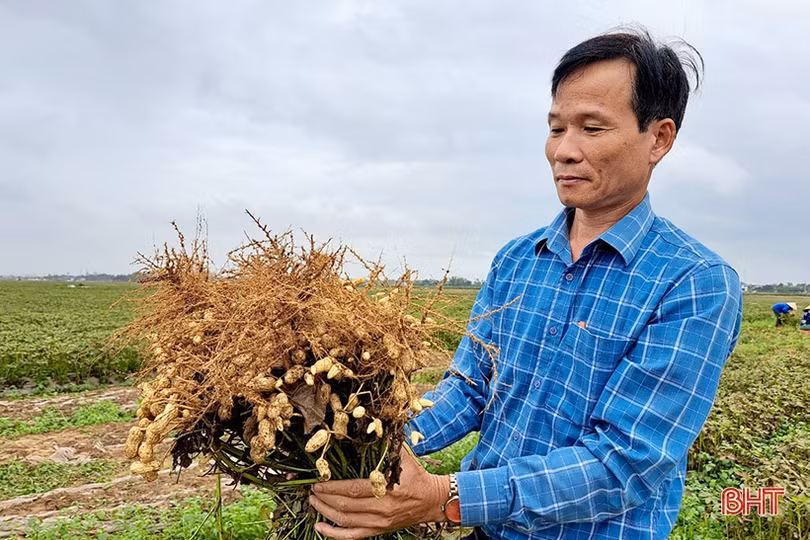 Nông dân Nghi Xuân phấn khởi thu hoạch lạc thu đông