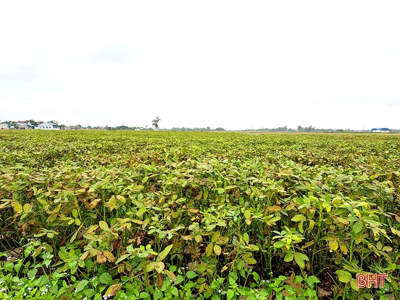 Nông dân Nghi Xuân phấn khởi thu hoạch lạc thu đông