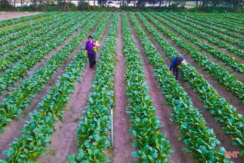 Nguồn cung dồi dào, giá rau xanh tại Hà Tĩnh “hạ nhiệt”