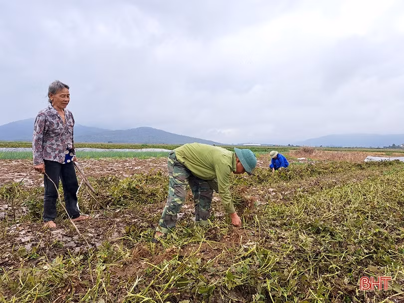 Nông dân Nghi Xuân phấn khởi thu hoạch lạc thu đông
