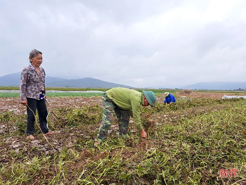 Nông dân Nghi Xuân phấn khởi thu hoạch lạc thu đông