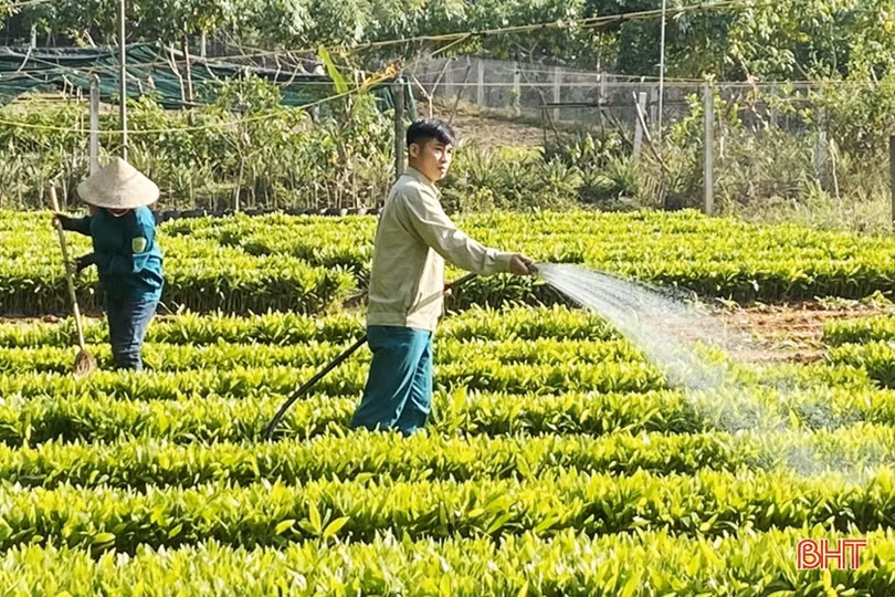 Cán bộ quân sự xã đầu tư vườn ươm cây giống thu về hơn 250 triệu đồng mỗi năm