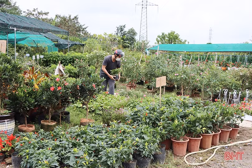 Khởi động sớm thị trường hoa - cây cảnh tết ở Hà Tĩnh