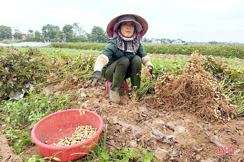 Nông dân Nghi Xuân phấn khởi thu hoạch lạc thu đông