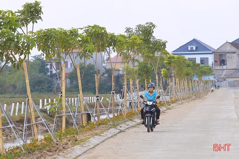 Thêm gần 60.000 cây xanh cho mục tiêu “phố trong rừng - rừng trong phố”