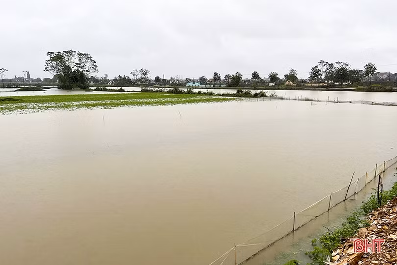 250 ha cây trồng vụ đông ở Đức Thọ có nguy cơ mất trắng do mưa lớn