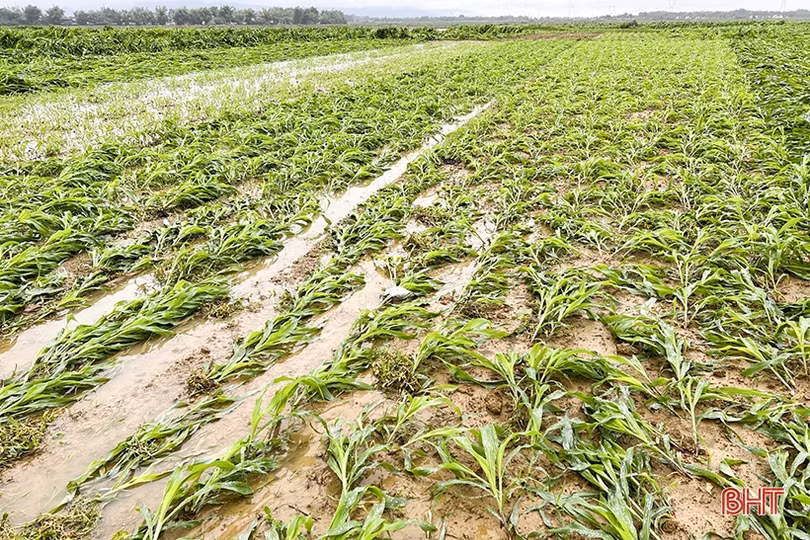 250 ha cây trồng vụ đông ở Đức Thọ có nguy cơ mất trắng do mưa lớn