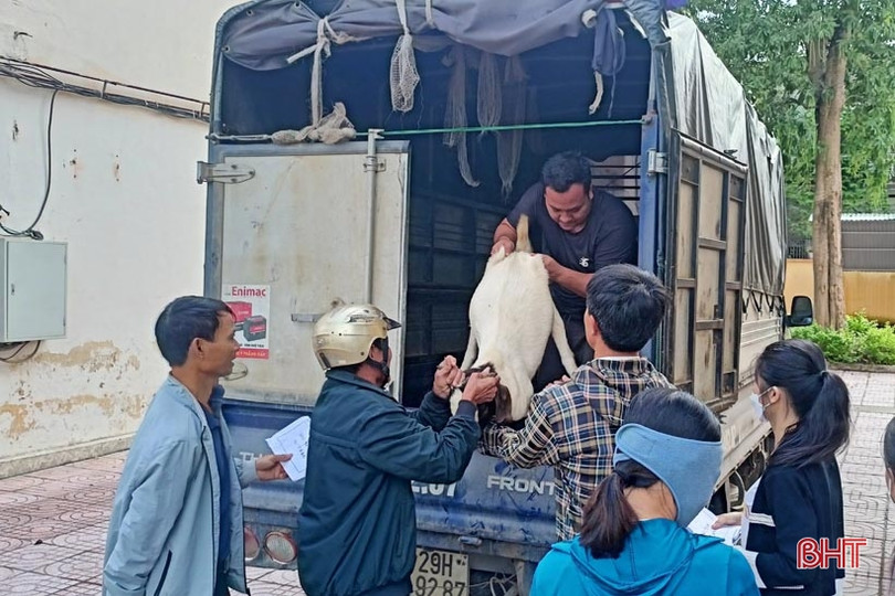 Hương Sơn hỗ trợ giống dê lai chất lượng cao cho hộ chăn nuôi