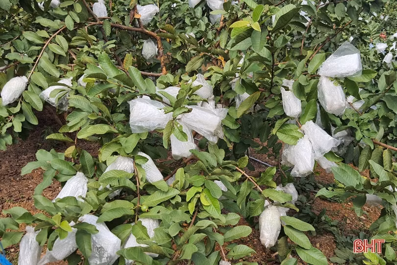 Nâng cao giá trị, khẳng định thương hiệu ổi Kỳ Đồng