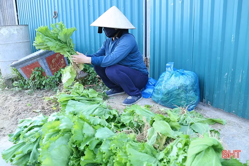 Nguồn cung dồi dào, giá rau xanh tại Hà Tĩnh “hạ nhiệt”
