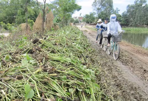 Sau khi dùng sào đẩy ra môi trường nước mặn, số bèo sót lại được người dân vớt lên bờ
