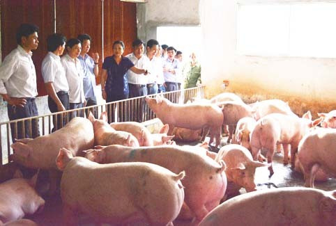 Các đại biểu tham quan mô hình phát triển kinh tế ở Tổng đội