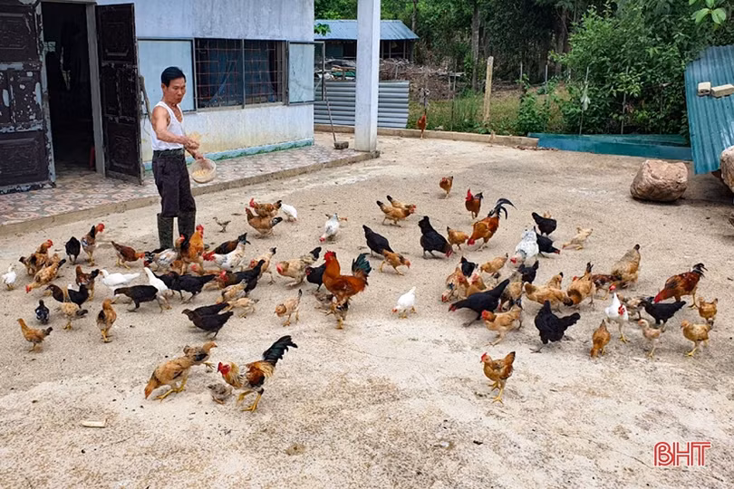 Khám phá trang trại cam Khe Xai ở vùng thượng Kỳ Anh