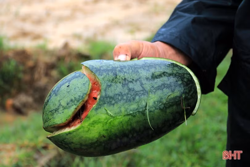 Ảnh hưởng bão số 2, hơn 1.700 ha lúa, 5 ha dưa hấu ở Kỳ Anh bị hư hại