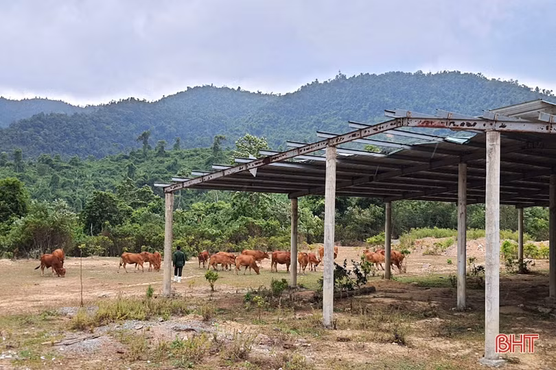 Khám phá trang trại cam Khe Xai ở vùng thượng Kỳ Anh